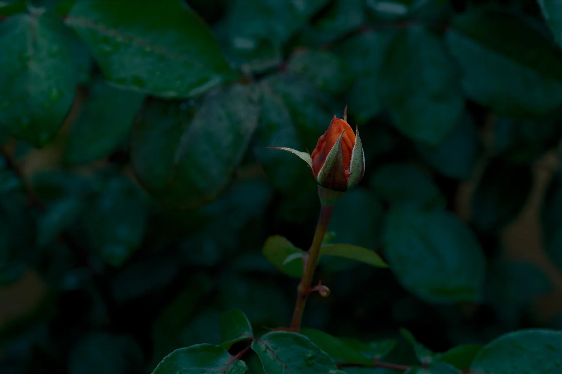 ナリス化粧品　ローズガーデンクリエイティブ制作